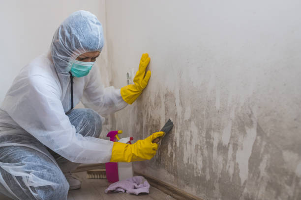 Mold Testing and Removal in Lake Bluff, IL