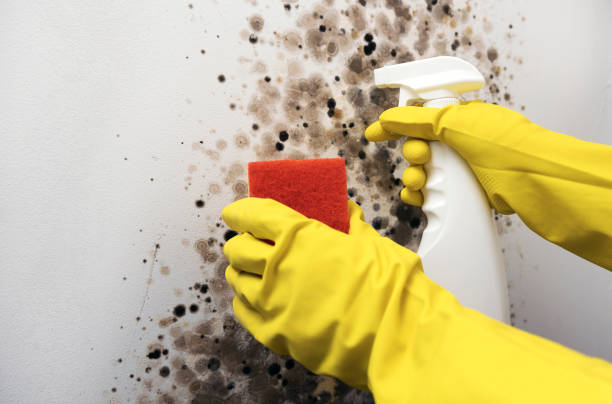 Best Local Mold Removal Service  in Lake Bluff, IL