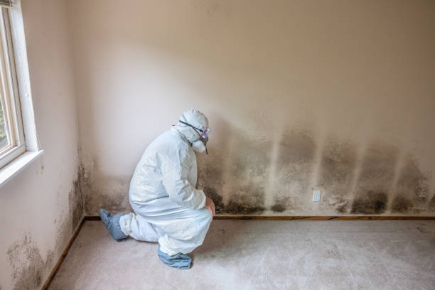 Best Mold Damage Repair  in Lake Bluff, IL