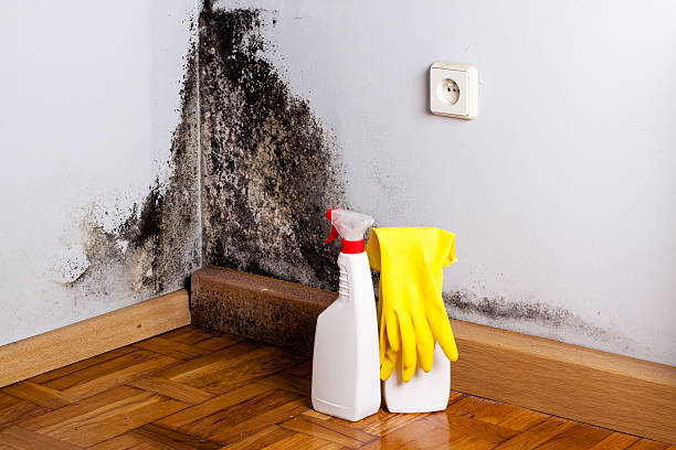 Best Mold Testing  in Lake Bluff, IL