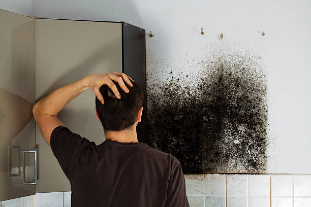 Best Fast Mold Removal  in Lake Bluff, IL