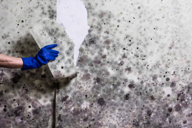 Best Mold Remediation Services  in Lake Bluff, IL
